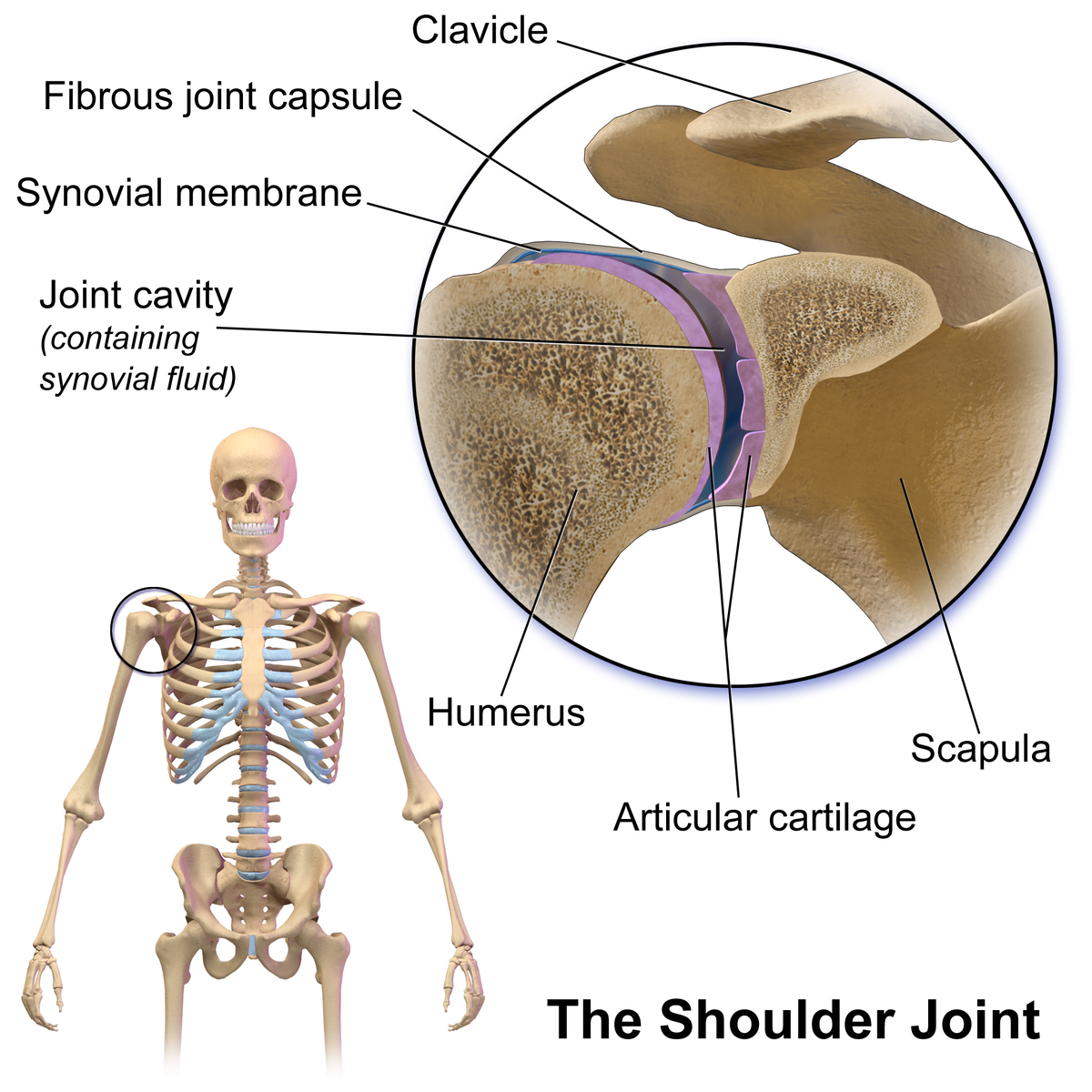 五十肩の症状・痛みの種類と対策