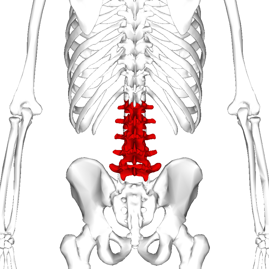 腰椎・骨盤のズレを矯正する方法について